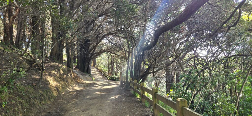 Wellington Urban Trails - Mount Victoria Loop