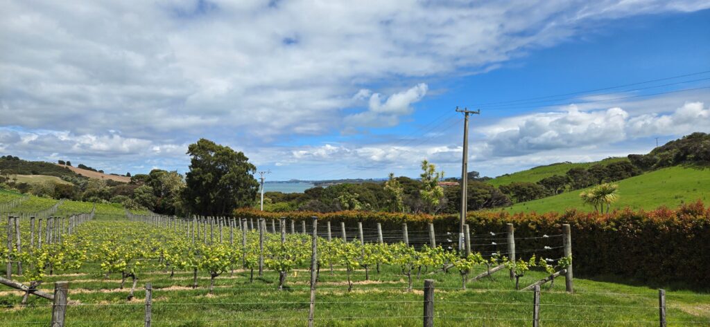 New Zealand wine region - Waiheke