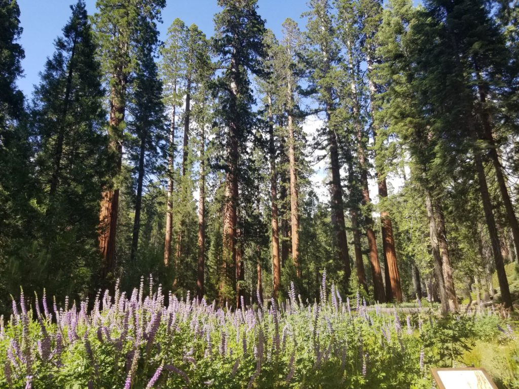 Giant sequoias + lavendar