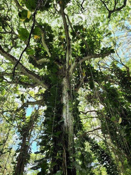 On Ho'opi'i Falls Trail