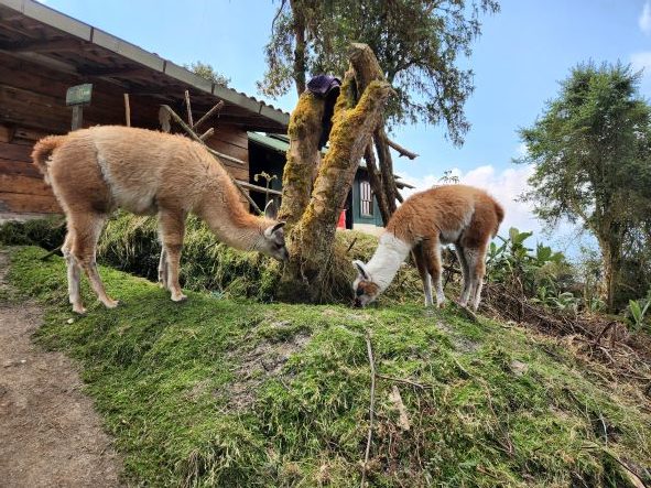 Llamas lunching with us on day 3