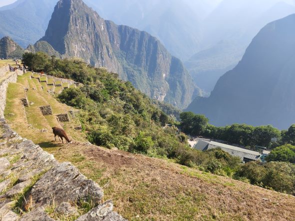 Grazing llamas as we approach Machu Picchu