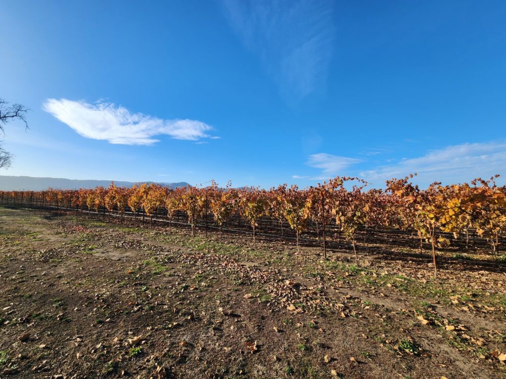 Napa vineyards