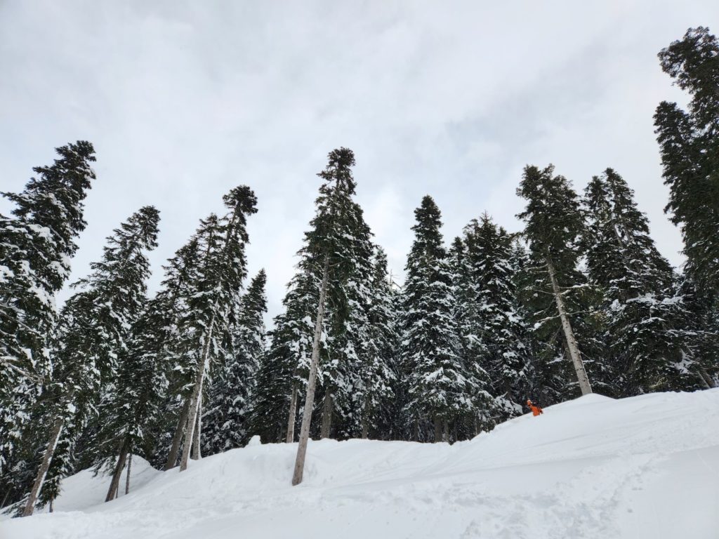 Trees on Mt. Rainier