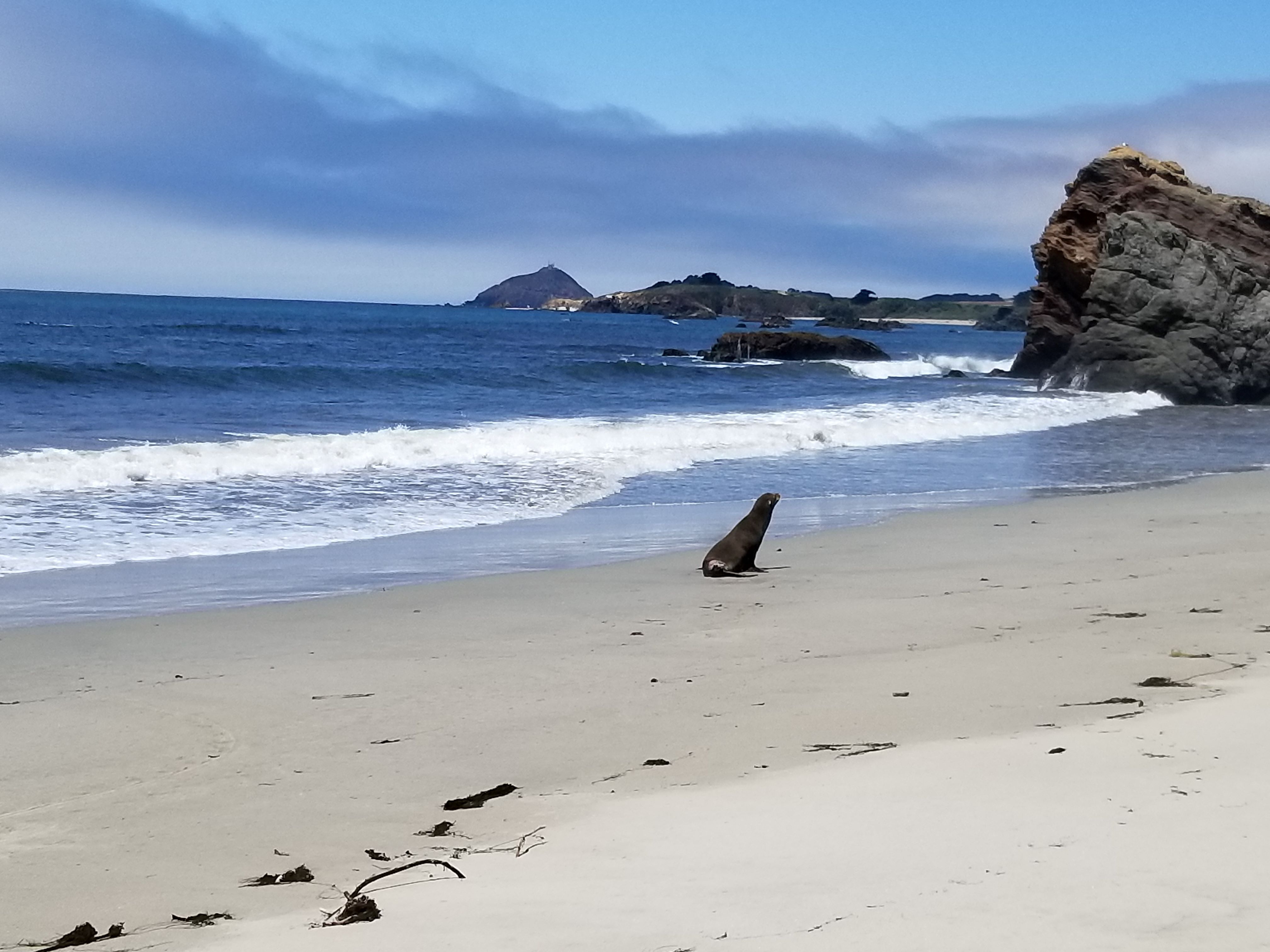 Seal on secluded beach