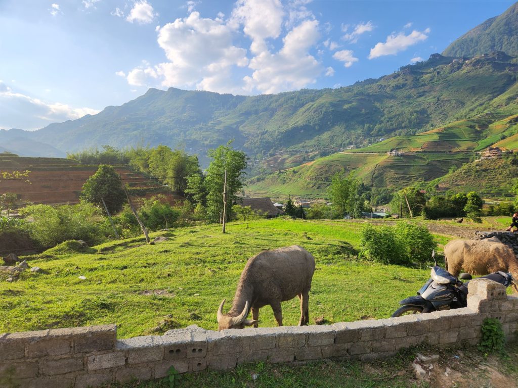 Buffalo encounter