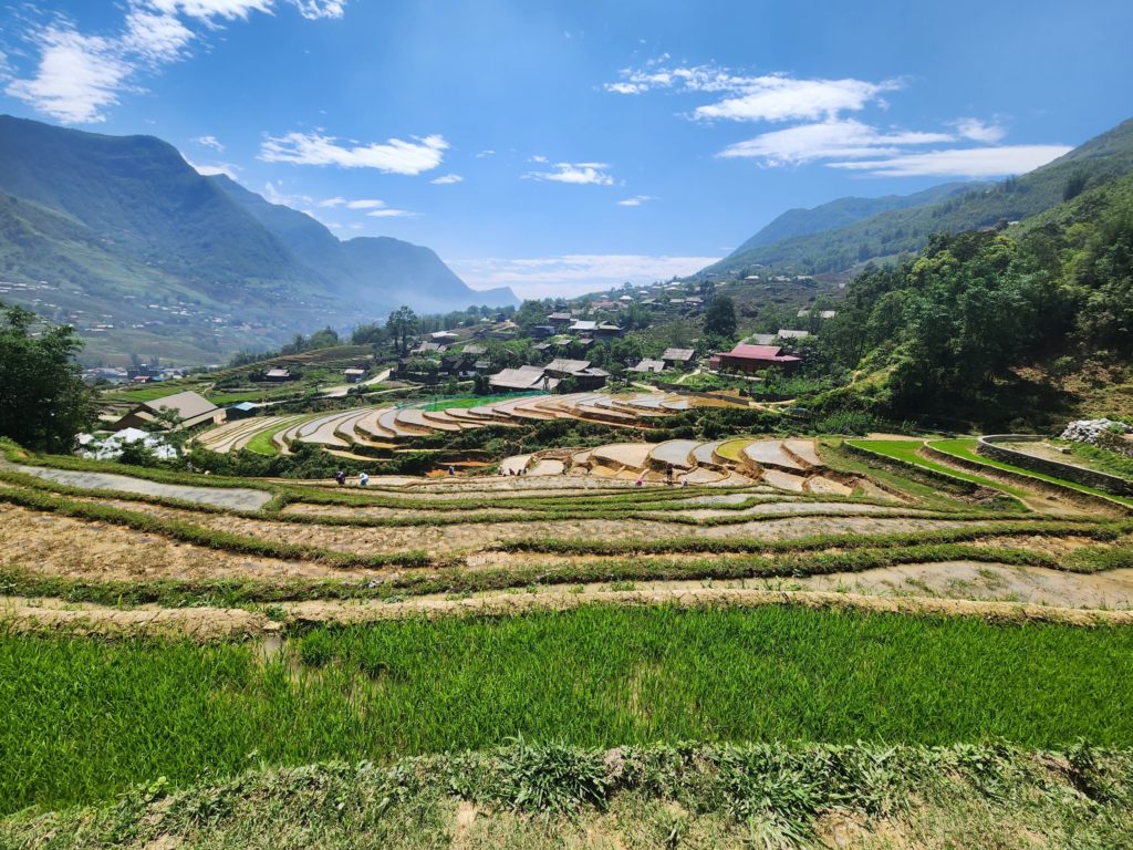 Rice terraces