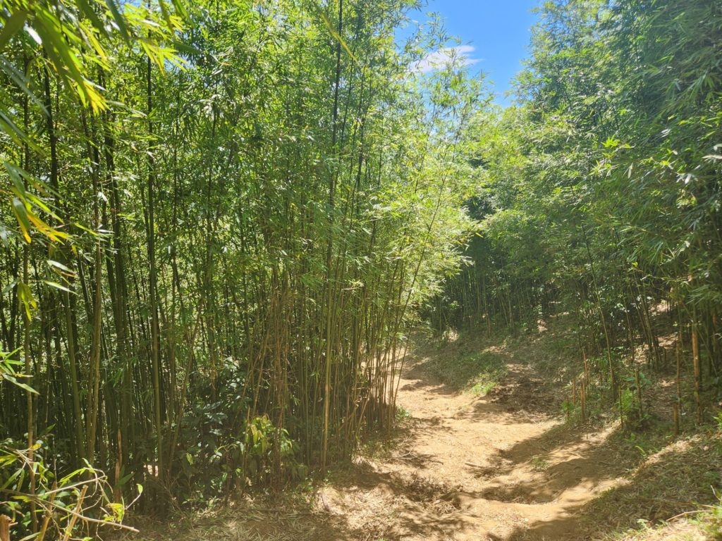 Bamboo forest