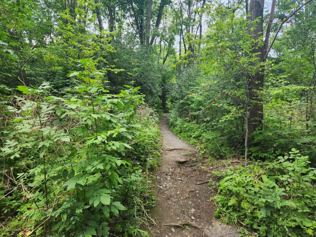 Nature Trail in Parc Mont-Royal - one of the top things to do in Montreal