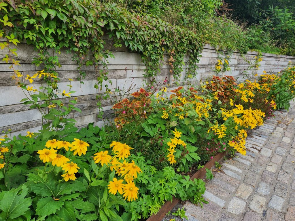 Pretty flowers in Montreal