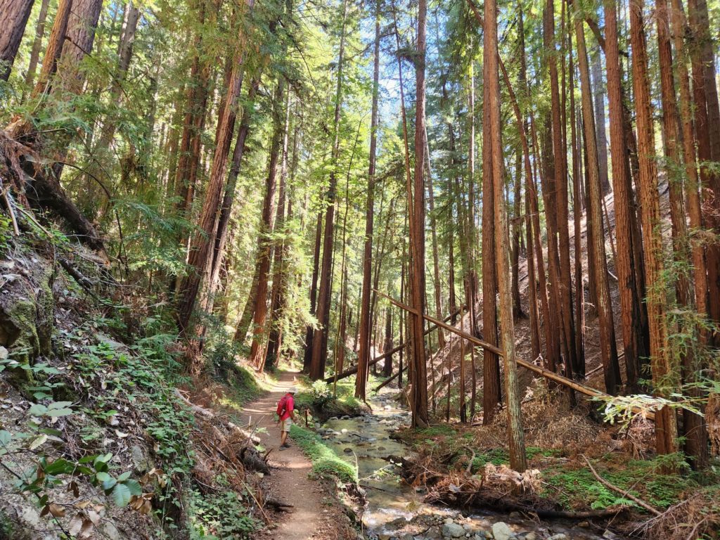 Redwood State Park near Santa Cruz