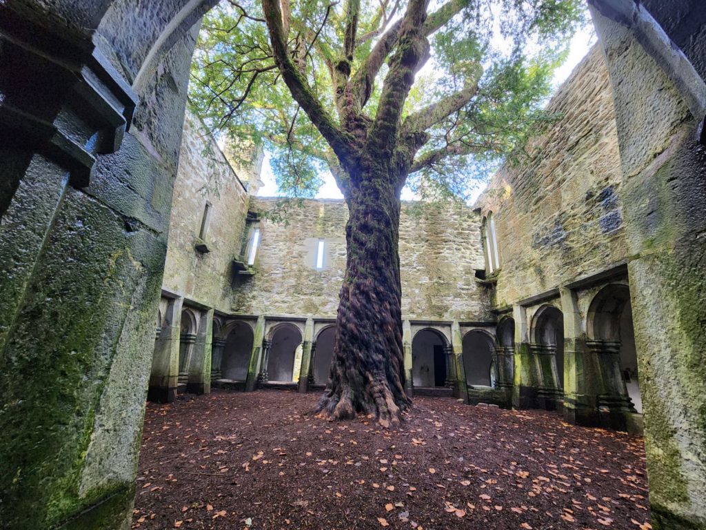 Yew Tree in Muckross Abbey