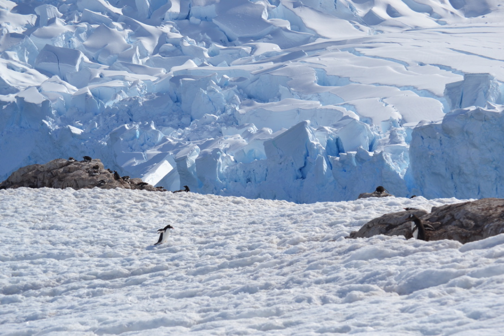 Antarctica on a budget